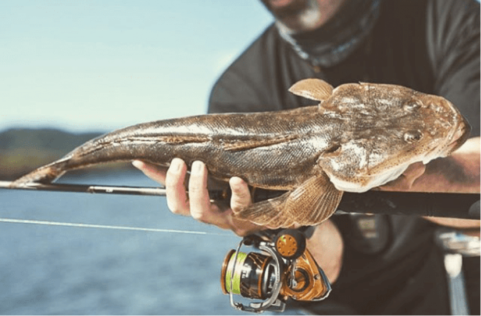 How to Catch Flathead on Lures – Tackle Tactics
