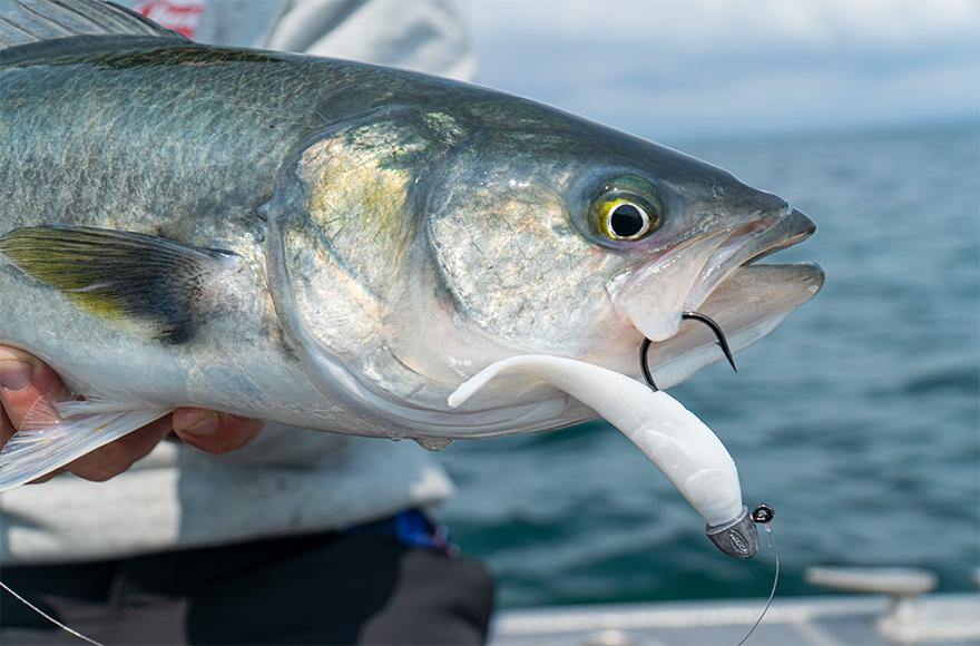 Making Sense of Scents - Fishing World Australia